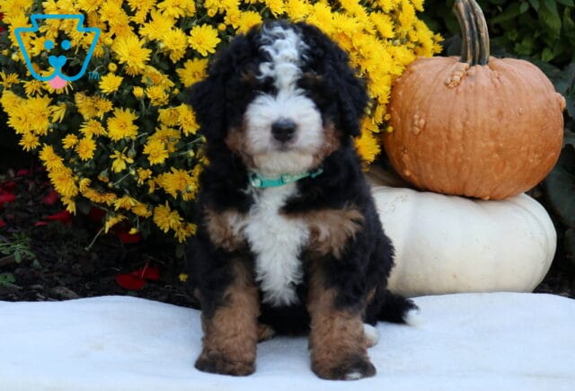 Arnie Mini Bernedoodle image
