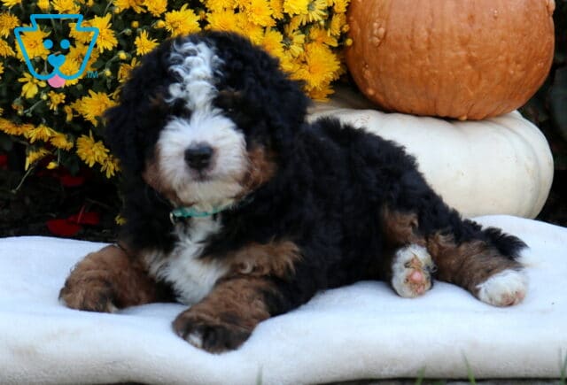 Arnie Mini Bernedoodle2 image