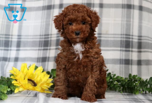 Arthur Mini Poodle image