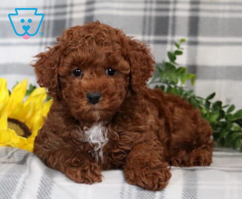 Arthur Mini Poodle2
