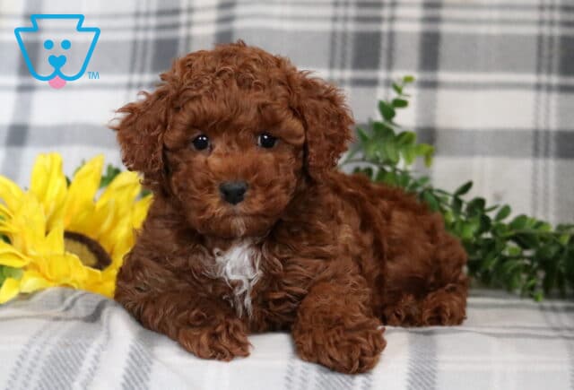 Arthur Mini Poodle2 image