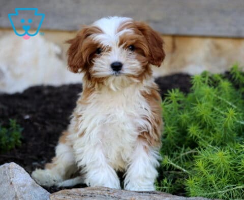 Austin, a handsome red and white Cavapoo puppy with a fluffy wavy coat, floppy ears, and a white blaze on his forehead, sitting among garden rocks and lush greenery in Quarryville, PA.