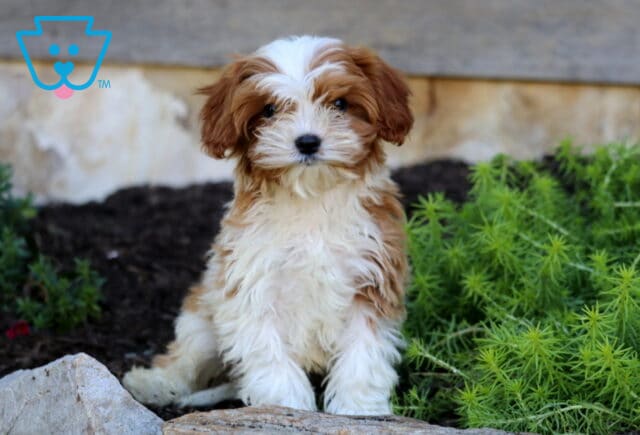 Austin, a handsome red and white Cavapoo puppy with a fluffy wavy coat, floppy ears, and a white blaze on his forehead, sitting among garden rocks and lush greenery in Quarryville, PA. image