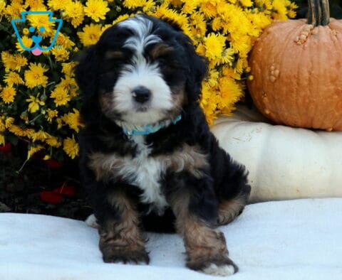 Austin Mini Bernedoodle