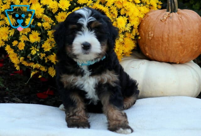 Austin Mini Bernedoodle image