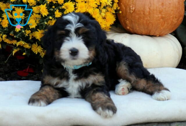 Austin Mini Bernedoodle2 image