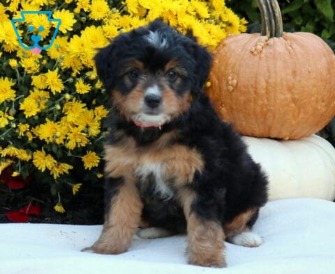 Autumn Mini Bernedoodle