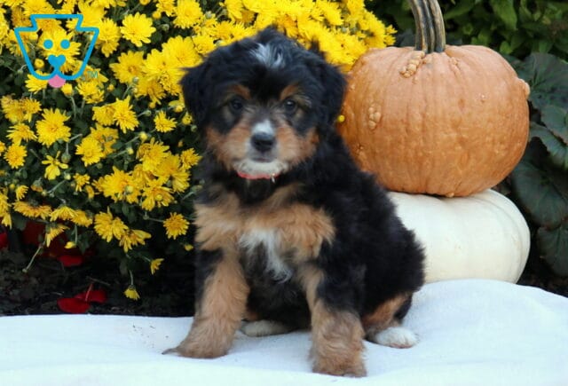 Autumn Mini Bernedoodle image