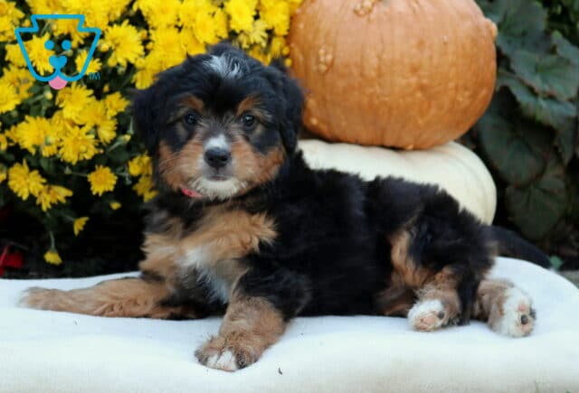 Autumn Mini Bernedoodle2 image