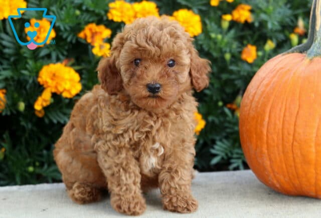 Ava Mini Poodle image