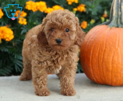 Ava Mini Poodle2