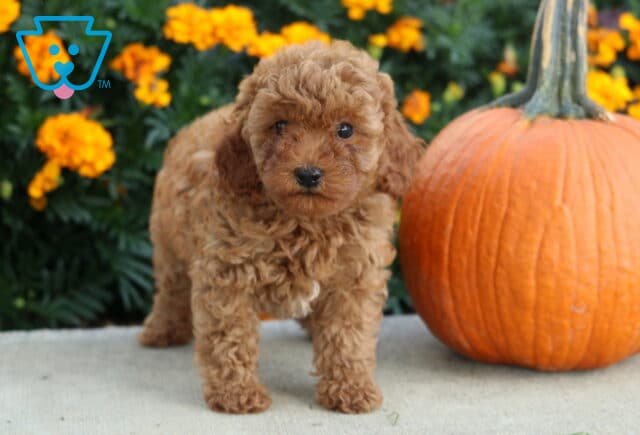 Ava Mini Poodle2 image