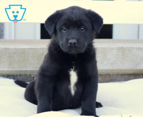 Baby Akita Mix