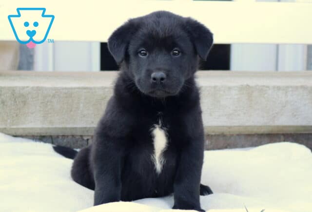 Baby Akita Mix image
