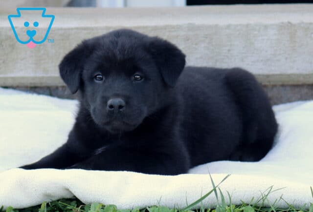 Baby Akita Mix2 image