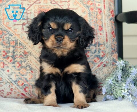 Baby Cavalier