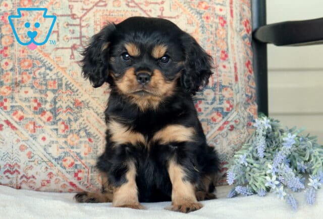 Baby Cavalier image