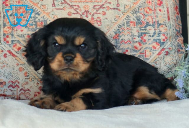Baby Cavalier2 image