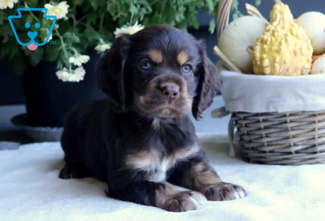 Baby Cocker image