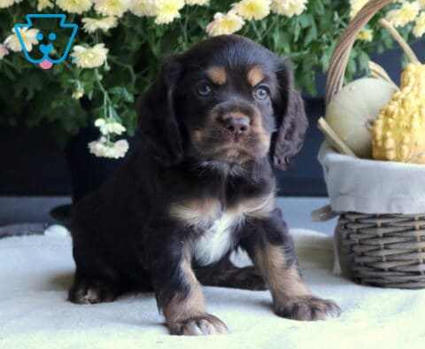 Baby Cocker2