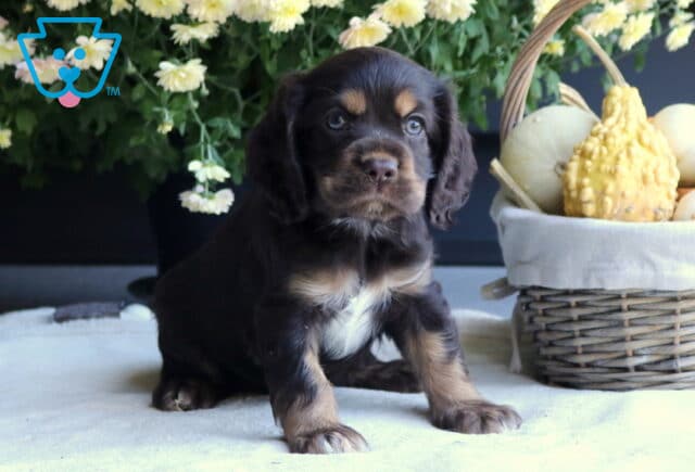 Baby Cocker2 image