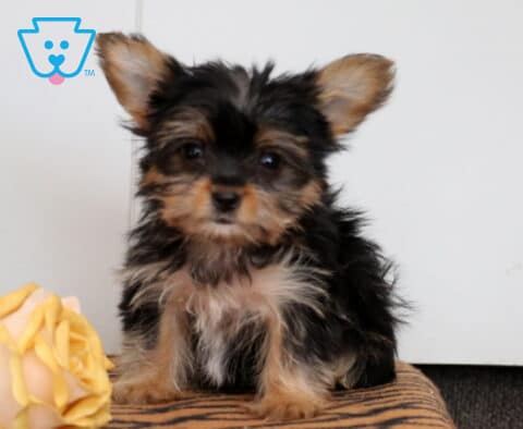 Baby Yorkie