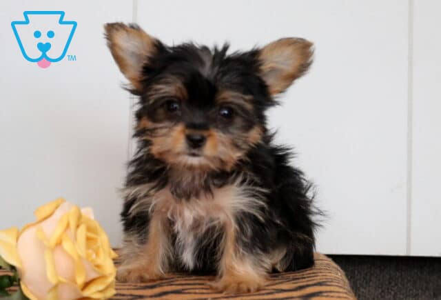 Baby Yorkie image