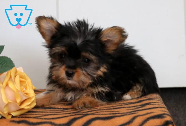 Baby Yorkie2 image