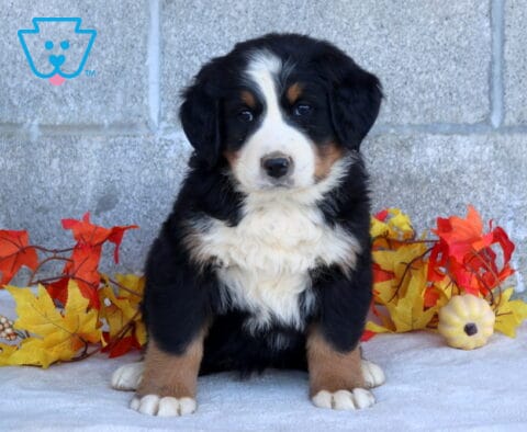 Babydoll Bernese Mtn Dog