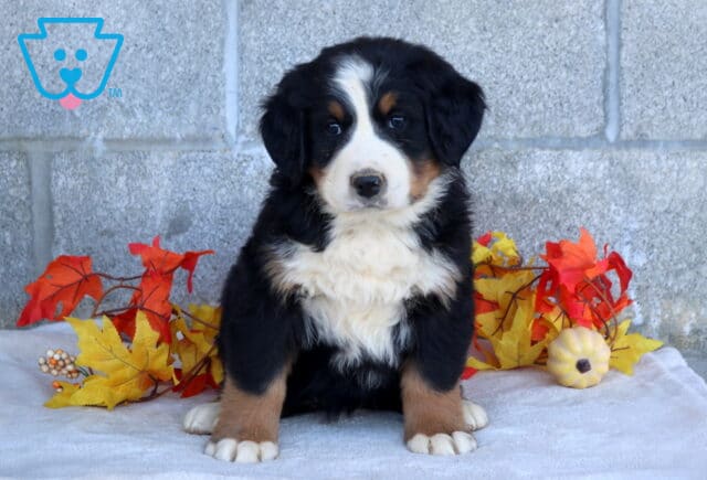 Babydoll Bernese Mtn Dog image