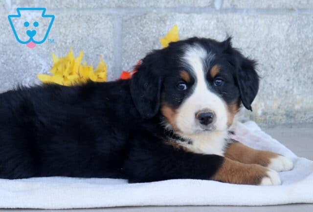 Babydoll Bernese Mtn Dog2 image
