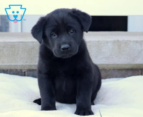 Bam Akita Mix
