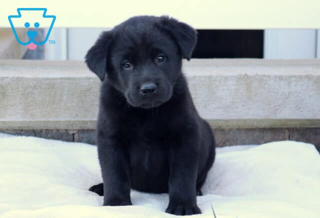 Bam Akita Mix image