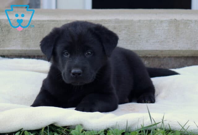 Bam Akita Mix2 image