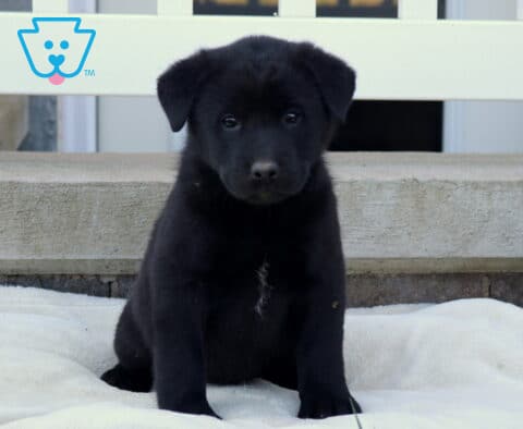 Bambi Akita Mix