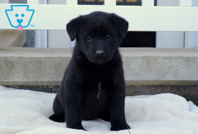 Bambi Akita Mix image