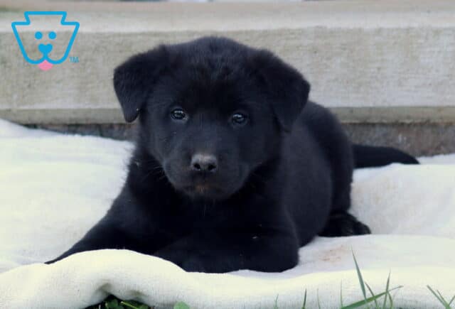 Bambi Akita Mix2 image