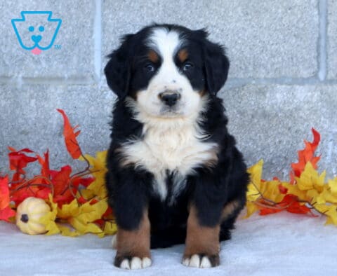Bean Bernese Mtn Dog