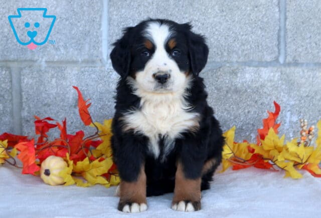 Bean Bernese Mtn Dog image
