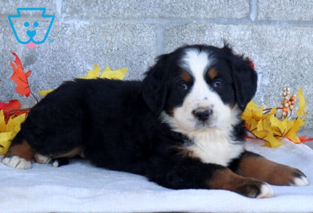 Bean Bernese Mtn Dog2 image