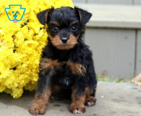 Bean Yorkie Mix