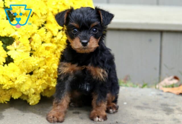 Bean Yorkie Mix image