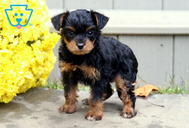 Bean Yorkie Mix2 image