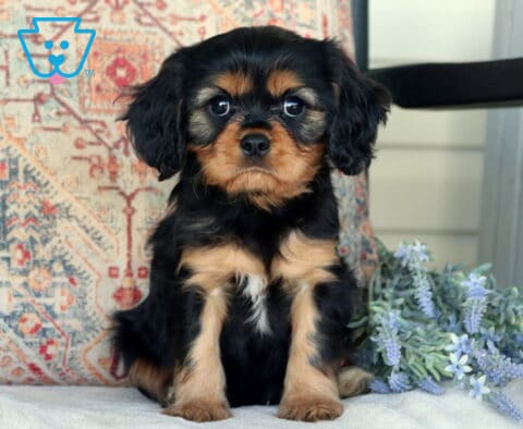 Bear Cavalier