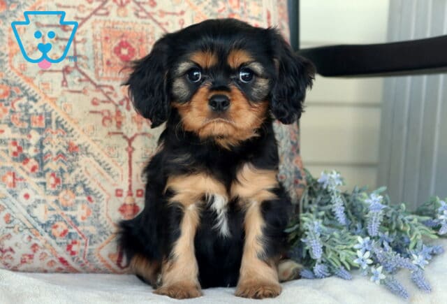 Bear Cavalier image