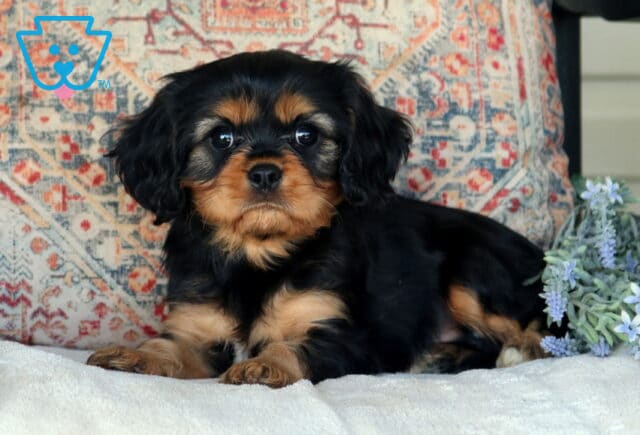 Bear Cavalier2 image