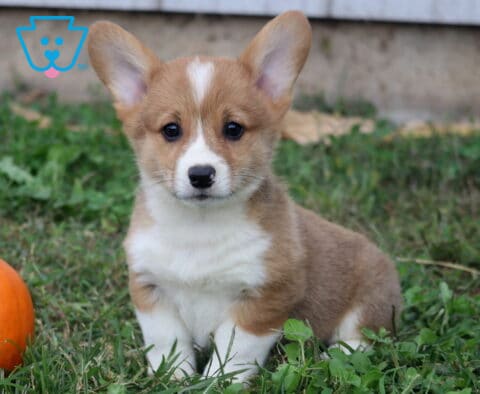 Bear Corgi