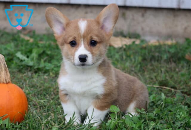 Bear Corgi image