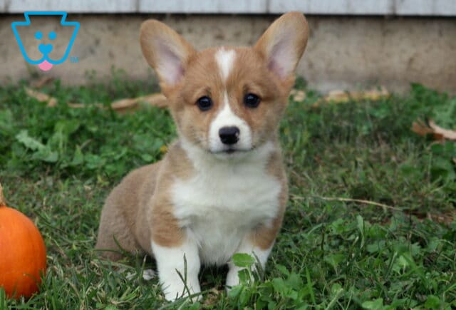 Bear Corgi2 image