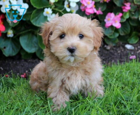 Bear Maltipoo
